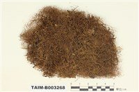 藏品(指葉蘚屬)的圖片